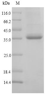 Cynodon dactylon Major pollen allergen Cyn d 1 (CYND1) Recombinant Protein, Cynodon dactylon (Bermuda grass) (Panicum dactylon), E.coli, N-terminal 10xHis-tagged and C-terminal Myc-tagged, 31.9 kDa, purity >≥ 90% as determined by SDS-PAGE.