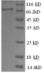 Cat Macrophage colony-stimulating factor 1 receptor (CSF1R), partial Recombinant Protein, Felis catus (Cat) (Felis silvestris catus), E.coli, N-terminal 6xHis-SUMO-tagged, 70.8 kDa, purity >≥ 90% as determined by SDS-PAGE.