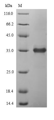 Enterobacteria phage T4 Endolysin (E) Recombinant Protein, N-His-SUMO, Enterobacteria phage T4 (Bacteriophage T4), E.coli, N-terminal 6xHis-SUMO-tagged, 34.6 kDa, purity >≥ 90% as determined by SDS-PAGE.