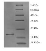 Rat Muscarinic acetylcholine receptor M1 (Chrm1), partial Recombinant Protein, N-His, aa 210–366, E.coli - BioCrest Sci