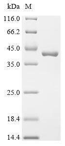 Shigella flexneri Virulence sensor protein PhoQ (phoQ), partial Recombinant Protein, Shigella flexneri, E.coli, C-terminal 6xHis-tagged, 37.5 kDa, purity >≥ 95% as determined by SDS-PAGE.