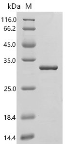 Human ADP-ribosylation factor-like protein 4A (ARL4A) Recombinant Protein, C-His, E.coli, C-terminal 6xHis-tagged, 29.4 kDa, purity >≥ 85% as determined by SDS-PAGE.