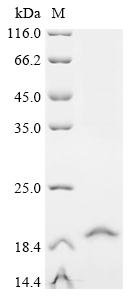 Human Thiamine transporter 1 (SLC19A2), partial Recombinant Protein, Homo sapiens (Human), E.coli, N-terminal 10xHis-tagged and C-terminal Myc-tagged, 16.5 kDa, purity >≥ 85% as determined by SDS-PAGE.