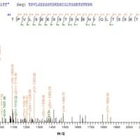 Moraxella bovis Fimbrial protein 1 Recombinant Protein - BioCrest Sci