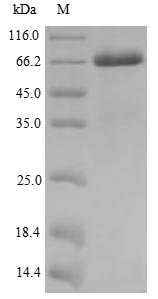 Human Melanoma-associated antigen 10 (MAGEA10) Recombinant Protein, Homo sapiens (Human), Yeast, N-terminal 6xHis-tagged, 42.8 kDa, purity >≥ 85% as determined by SDS-PAGE.