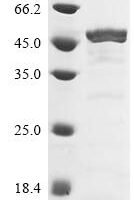 Brugia malayi DDRGK domain-containing protein 1 Recombinant Protein - BioCrest Sci