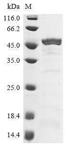 Brugia malayi DDRGK domain-containing protein 1 Recombinant Protein, Brugia malayi (Filarial nematode worm), E.coli, N-terminal 10xHis-tagged and C-terminal Myc-tagged, 41.2 kDa, purity >≥ 85% as determined by SDS-PAGE.