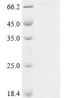 Mouse Nuclear factor erythroid 2-related factor 2 (Nfe2l2) Recombinant Protein - BioCrest Sci