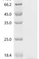 Escherichia virus Qbeta Capsid protein Recombinant Protein - BioCrest Sci