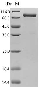 Rat Acyl-coenzyme A thioesterase 1 (Acot1) Recombinant Protein, N-hFc1/C-10His, Rattus norvegicus (Rat), Mammalian cell, N-terminal hFc1-tagged and C-terminal 10xHis-tagged, 73.4 kDa, purity >≥ 90% as determined by SDS-PAGE.