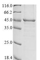 Rat Lysosomal acid lipase/cholesteryl ester hydrolase (Lipa) Recombinant Protein, N-10His - BioCrest Sci