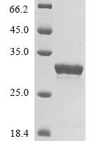 Escherichia phage lambda Capsid decoration protein (D), partial Recombinant Protein, N-GST - BioCrest Sci