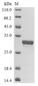 Escherichia phage lambda Capsid decoration protein (D), partial Recombinant Protein, N-GST, Escherichia phage lambda (Bacteriophage lambda), E.coli, N-terminal GST-tagged, 32.5 kDa, purity >≥ 90% as determined by SDS-PAGE.