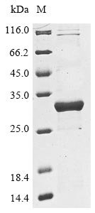 Klebsiella pneumoniae Beta-lactamase SHV-3 (bla) Recombinant Protein, Klebsiella pneumoniae, E.coli, N-terminal 6xHis-tagged, 33.0 kDa, purity >≥ 85% as determined by SDS-PAGE.