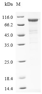 Human Band 4.1-like protein 5 (EPB41L5) Recombinant Protein, N-10His, aa 1–733, E.coli, Homo sapiens (Human), E.coli, N-terminal 10xHis-tagged, 85.5 kDa, purity >≥ 85% as determined by SDS-PAGE.