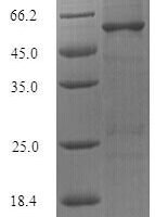Limosilactobacillus reuteri Chaperonin GroEL (groEL) Recombinant Protein - BioCrest Sci