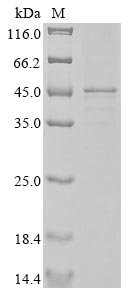 Human Actin, cytoplasmic 1 (ACTB) Recombinant Protein, N-10His/C-Myc, Homo sapiens (Human), Baculovirus, N-terminal 10xHis-tagged and C-terminal Myc-tagged, 44.5 kDa, purity >≥ 85% as determined by SDS-PAGE.