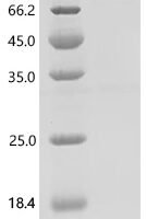 Mouse Sclerostin domain-containing protein 1 (Sostdc1) Recombinant Protein, C-10His-HSA - BioCrest Sci