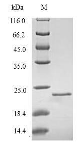 Rat Regenerating islet-derived protein 3-beta (Reg3b) Recombinant Protein, N-His, Rattus norvegicus (Rat), E.coli, N-terminal 6xHis-tagged, 20.6 kDa, purity >≥ 90% as determined by SDS-PAGE.