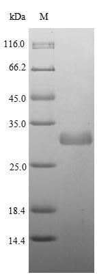 Listeria monocytogenes serovar 1/2a 1-phosphatidylinositol phosphodiesterase (plcA) Recombinant Protein, Listeria monocytogenes serovar 1/2a (strain ATCC BAA-679 / EGD-e), E.coli, Tag-Free, 33.5 kDa, purity >≥ 85% as determined by SDS-PAGE.