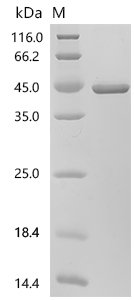 Human Aldo-keto reductase family 1 member C4 (AKR1C4) Recombinant Protein, C-His, Homo sapiens (Human), E.coli, C-terminal 6xHis-tagged, 44.0 kDa, purity >≥ 95% as determined by SDS-PAGE.