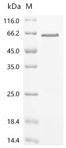 Mouse Myristoylated alanine-rich C-kinase substrate (Marcks) Recombinant Protein, N-10His, Mus musculus (Mouse), E.coli, N-terminal 10xHis-tagged, 35.6 kDa, purity >≥ 85% as determined by SDS-PAGE.