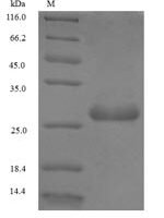 Triticum aestivum Non-specific lipid-transfer protein Recombinant Protein - BioCrest Sci