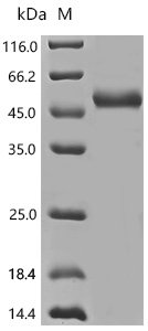 Human Keratin, type I cuticular Ha4 (KRT34) Recombinant Protein, N-10His/C-Myc, aa 1–436, Baculovirus, Homo sapiens (Human), Baculovirus, N-terminal 10xHis-tagged and C-terminal Myc-tagged, 53.3 kDa, purity >≥ 85% as determined by SDS-PAGE.