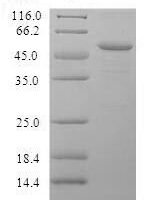 Mouse Properdin (Cfp) Recombinant Protein, N-His, aa 23–464, Yeast - BioCrest Sci