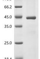Bluetongue virus 10 Core protein VP7 (Segment-7) Recombinant Protein - BioCrest Sci
