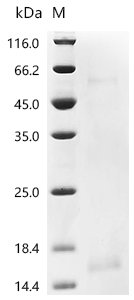 Human Interleukin-13 (IL13) Recombinant Protein, N-His, Homo sapiens (Human), Yeast, N-terminal 6xHis-tagged, 15.3 kDa, purity >≥ 95% as determined by SDS-PAGE.