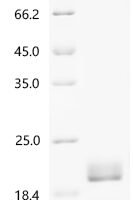 Bovine Fibroblast growth factor 1 (FGF1) Recombinant Protein, N-His, aa 2–155, Yeast - BioCrest Sci