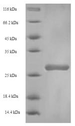 Bovine Beta-1,4-galactosyltransferase 1 (B4GALT1), partial Recombinant Protein, N-GST, aa 1–24, E.coli, Bos taurus (Bovine), E.coli, N-terminal GST-tagged, 29.5 kDa, purity >≥ 90% as determined by SDS-PAGE.