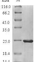 Malus domestica Non-specific lipid-transfer protein (MALD3) Recombinant Protein - BioCrest Sci