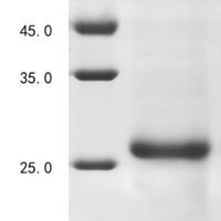 Dog Interleukin-33 (IL33), partial Recombinant Protein, N-10His - BioCrest Sci