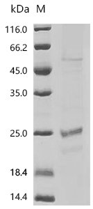 Human Claudin-4 (CLDN4)-Detergent Recombinant Protein, Homo sapiens (Human), Mammalian cell, N-terminal 10xHis-tagged and C-terminal Twin-Strep-tagged, 26.6 kDa, purity >≥ 95% as determined by SDS-PAGE.