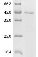 Pig Pepsin A (PGA) Recombinant Protein - BioCrest Sci
