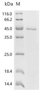 Pig Pepsin A (PGA) Recombinant Protein, Sus scrofa (Pig), E.coli, C-terminal 6xHis-tagged, 41.4 kDa, purity >≥ 85% as determined by SDS-PAGE.