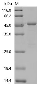Mouse Hemoglobin subunit beta-2 (Hbb-b2) Recombinant Protein, C-GST, Mus musculus (Mouse), E.coli, C-terminal GST-tagged, 47.3 kDa, purity >≥ 85% as determined by SDS-PAGE.
