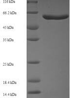 Escherichia coli O6:H1 Cell division protein FtsZ (ftsZ) Recombinant Protein - BioCrest Sci