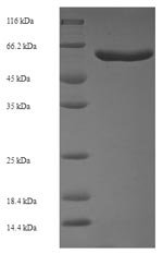 Escherichia coli O6:H1 Cell division protein FtsZ (ftsZ) Recombinant Protein, Escherichia coli O6:H1 (strain CFT073 / ATCC 700928 / UPEC), E.coli, N-terminal 6xHis-SUMO-tagged, 56.3 kDa, purity >≥ 90% as determined by SDS-PAGE.