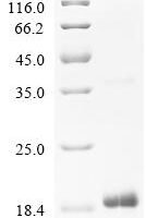 Corylus avellana Non-specific lipid-transfer protein Cor a 8.0101 Recombinant Protein - BioCrest Sci