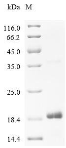 Corylus avellana Non-specific lipid-transfer protein Cor a 8.0101 Recombinant Protein, Corylus avellana (European hazel) (Corylus maxima), E.coli, C-terminal 6xHis-tagged, 16.4 kDa, purity >≥ 90% as determined by SDS-PAGE.