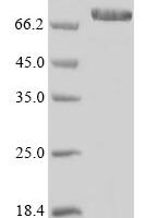 Human Ecto-NOX disulfide-thiol exchanger 1 (ENOX1) Recombinant Protein, N-10His/C-Myc - BioCrest Sci