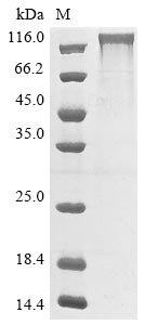 Human P-selectin (SELP) (V640L), partial Recombinant Protein, Homo sapiens (Human), Mammalian cell, C-terminal hFc1-Myc-tagged, 108.8 kDa, purity >≥ 90% as determined by SDS-PAGE.