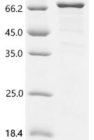 Human FERM domain containing 5 (FRMD5) Recombinant Protein, N-His - BioCrest Sci