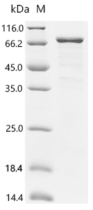 Human FERM domain containing 5 (FRMD5) Recombinant Protein, N-His, Homo sapiens (Human), E.coli, N-terminal 6xHis-tagged, 64.5 kDa, purity >≥ 85% as determined by SDS-PAGE.