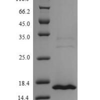 Human MORF4 family-associated protein 1-like 1 (MRFAP1L1) Recombinant Protein, N-His - BioCrest Sci