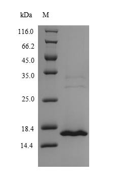 Human MORF4 family-associated protein 1-like 1 (MRFAP1L1) Recombinant Protein, N-His, Homo sapiens (Human), Yeast, N-terminal 6xHis-tagged, 16.8 kDa, purity >≥ 90% as determined by SDS-PAGE.
