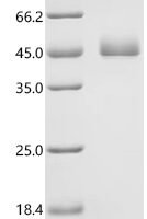 Danio rerio Aerolysin-like protein (aep1) Recombinant Protein - BioCrest Sci